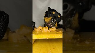 Rottweiler ASMR #shorts #short #viral #asmr #subscribe