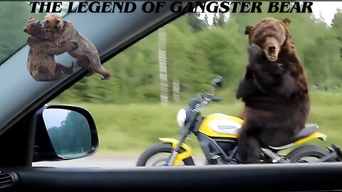 The Legend Of Gangster Bear | Gangster Bear