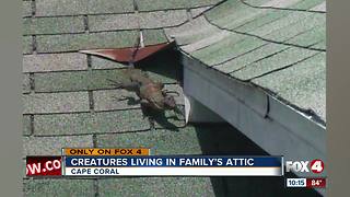 Iguanas, not Monitor lizard, living in Cape attic