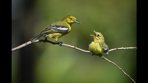 Beautiful bird feeding her babies 🧡❤️