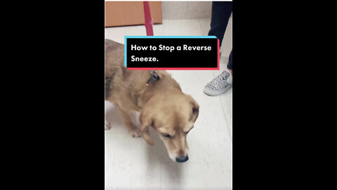 How to stop your dog’s reverse sneeze