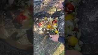 Snack Time 🐷 #farmlife #kunekune #veggies #fy #fyp #homesteadingfamily #smallfarm