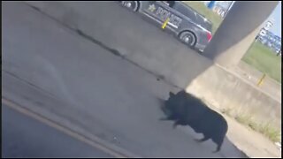 Police Officer Chases Runaway Pig