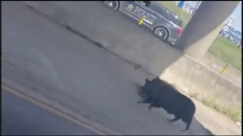 Police Officer Chases Runaway Pig