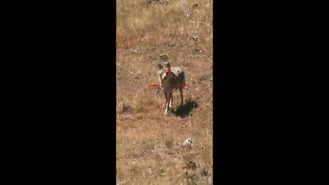 Hunting Coyotes #shorts #dogs #animals #hunter #068