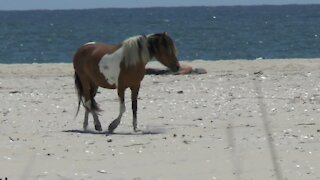 Assateague Ponies 2014