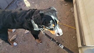 Oso: Talking with his owner