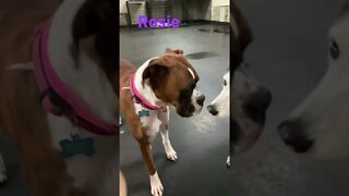 [Shorts 0140] ROSIE [#dogs #doggos #doggies #puppies #dogdaycare]