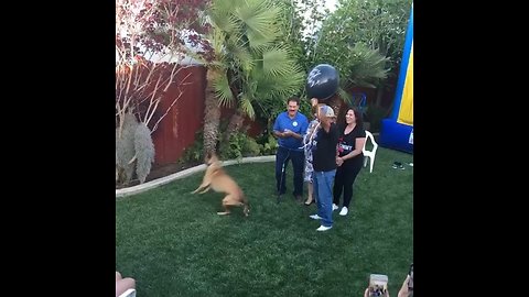 Dog pops balloon for baby gender reveal party