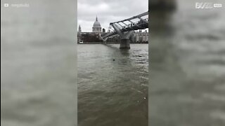 Un phoque repéré dans la Tamise à Londres