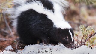 Skunk eat snow.