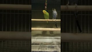 Budgie Parrots The Chain 💛💝 #shorts #youtubeshorts #budgies #birds #parrots #animallover