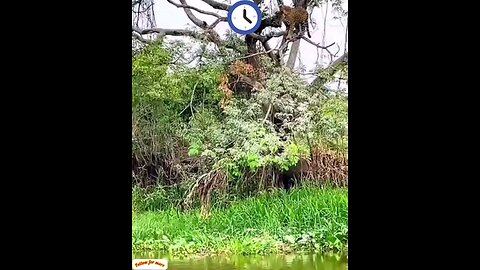 The lions planned and hunted the crocodile🙈🥱 interesting video