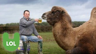 The Beer Drinking Camel