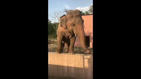 elephant dance