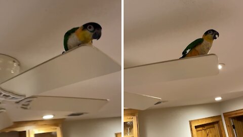 Parrot whistles and dances on moving ceiling fan
