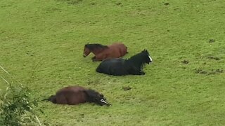Sleepy Horses #short