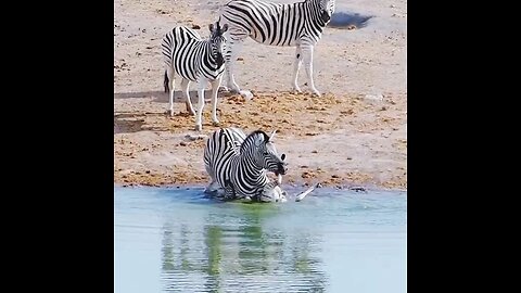 Lion eat zebra baby 😭 #animal #zebra # lion