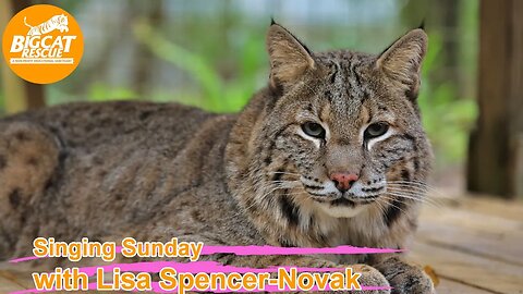 It’s time for Singing Sunday w/ Lisa & Carole at Big Cat Rescue singing to Shiloh bobcat! 09 10 2023