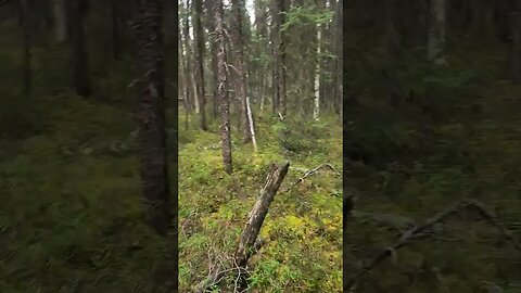 Wood of Alaska near my house. #Alaska #alaskan #Wild #woods #alone