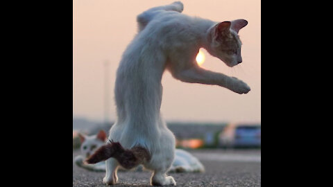 Karate CAT!!