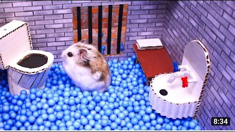 🐹Hamester escape 🐹the awesome🐹🐹 maze for pets in real life🐹