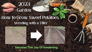 How to Grow Sweet Potatoes Part 2 weeding
