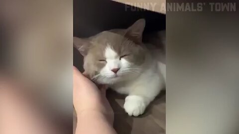 Funny Cat Video