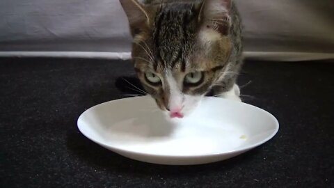 Cute Kitten Is Invited to Eat