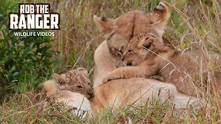 Lion pride With Small Cubs | Lalashe Maasai Mara Safari