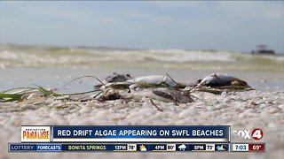 Red drift algae found on Southwest Florida beaches