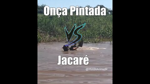 Onça Pintada vs Jacaré