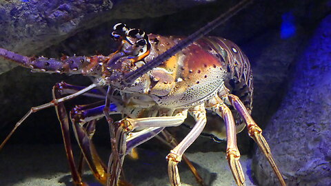 NEW YORK AQUARIUM