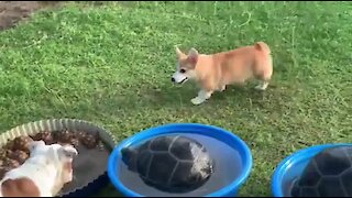 Jealous Corgi Barks At Turtles In His Swimming Pool