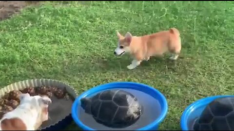 Jealous Corgi Barks At Turtles In His Swimming Pool