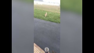 Good Dog Protects Home from Geese