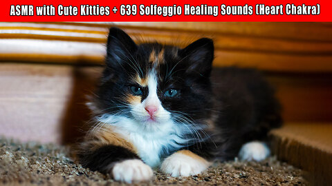 Cute Kitties and Heart Chakra Activation - 639 Solfeggio Tones and Sacred Sounds - HEALING
