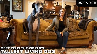 The World's Tallest Dog Is Over 7 Feet Tall