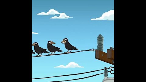 These crows made me laugh so much🤣🤣