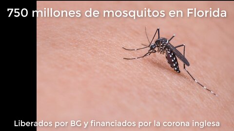 Mosquitos liberados en en Florida