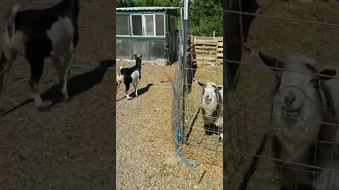 He knows he's #trouble #escapeartist #goats #goat #homesteading #homestead #farmanimals #farm #funny