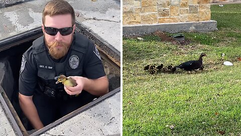 Police rescue 11 ducklings from storm drain