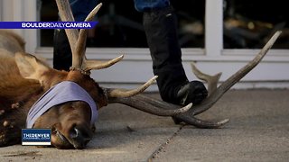 'Larry' the elk: Colorado wildlife officials say it's never an easy decision to euthanize animals