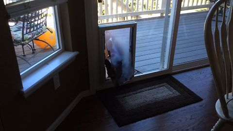 Doggy Scared of Doggy Door