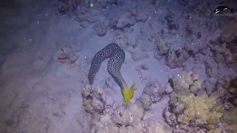 Sea Snake Attacks Moray Eel How will it end#deepsea​ #fishing​ #Fighting #moral