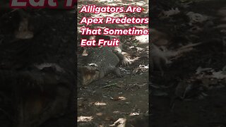 Alligator Sounds And Facts #Shorts 📢