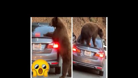 The bear that devours all cars