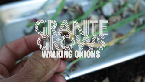 #GRANITEGROWS "WALKING ONIONS"