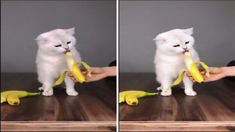 Watch this white cat, licking a banana