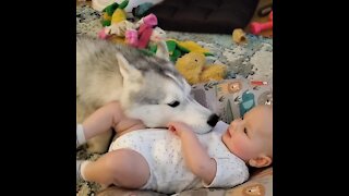 Husky And 4-month-old Baby Are Already Best Friends